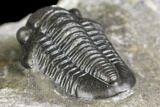 Detailed Gerastos Trilobite Fossil - Morocco #141671-3